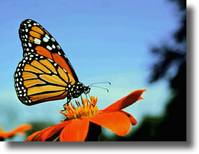 Monarch Butterfly