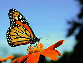 Monarch Butterfly